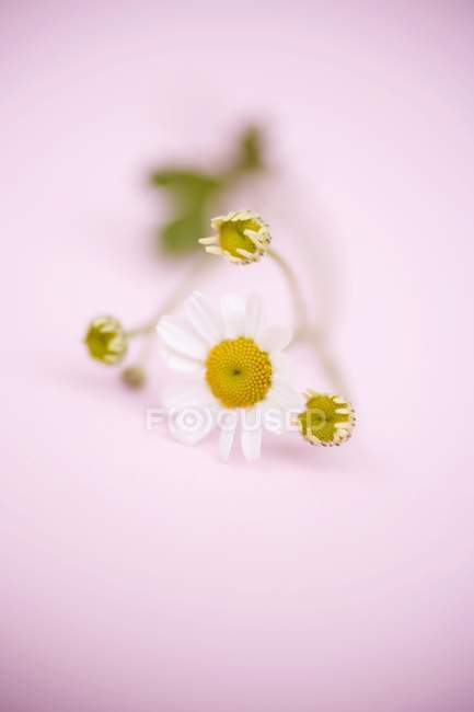 Closeup view of Marguerite flower and buds on pink surface — Stock Photo