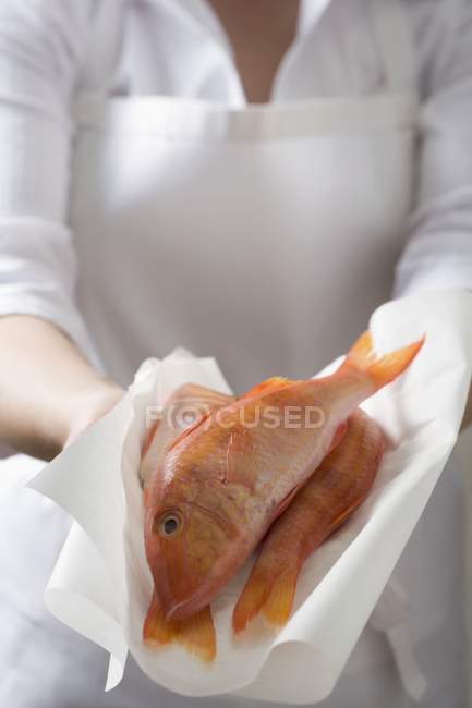 Woman holding fresh red mullet — Stock Photo