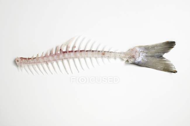 Huesos de pescado de trucha salmón - foto de stock