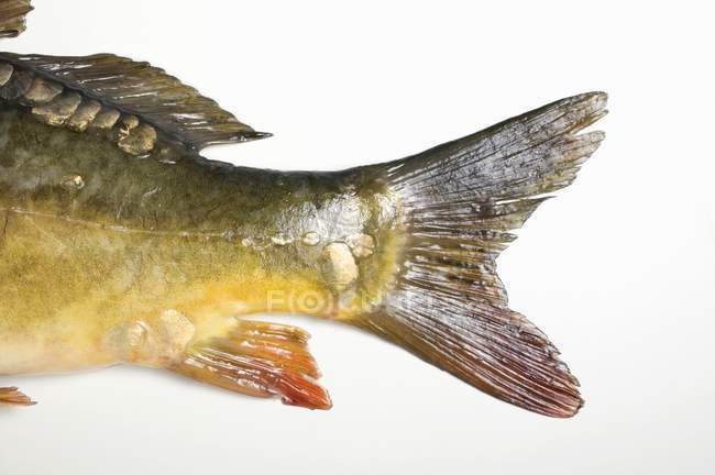 Fresh Mirror carp tail — Stock Photo
