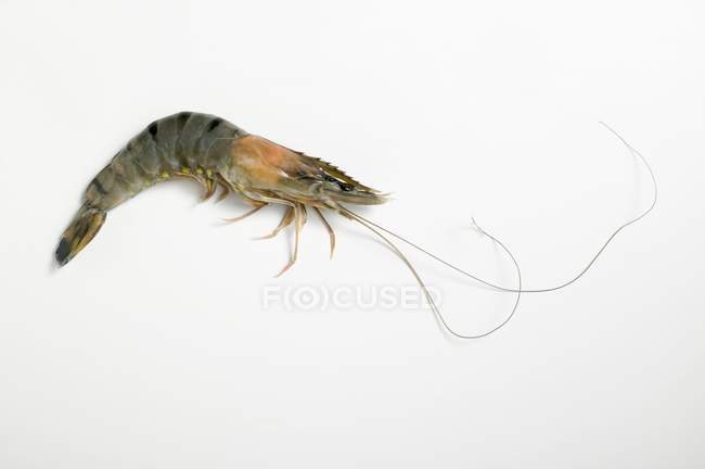 Vue rapprochée d'une crevette fraîche sur la surface blanche — Photo de stock