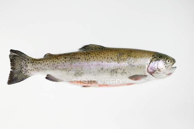 Сира неварена форель лосося — стокове фото