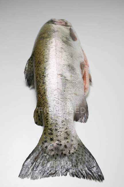 Truite saumonée crue non cuite — Photo de stock