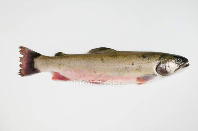 Trota di salmone cruda non cotta — Foto stock