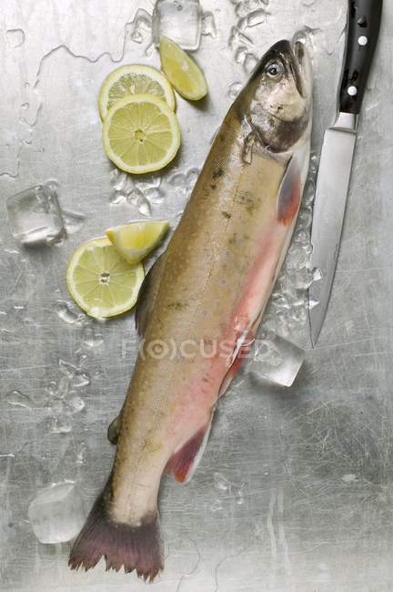 Truite saumon fraîche — Photo de stock