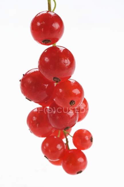 Hanging bunch of ripe redcurrants — Stock Photo