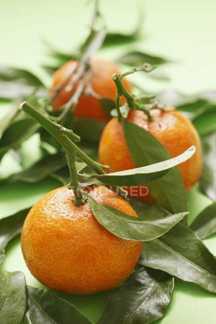 Мандаринские апельсины с листьями — стоковое фото