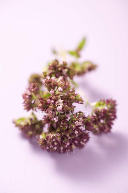 Fresh Thyme flowers — Stock Photo