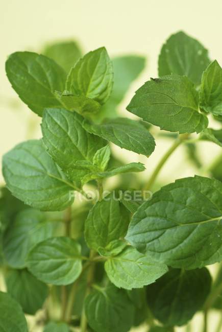 Fresh mint in small pot — Stock Photo