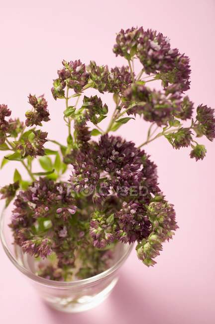 Thyme flowers in a glass of water — Stock Photo