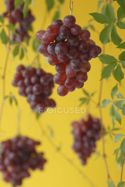 Червоний виноград стиглі — стокове фото