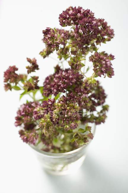 Flores de tomilho em copo de água — Fotografia de Stock