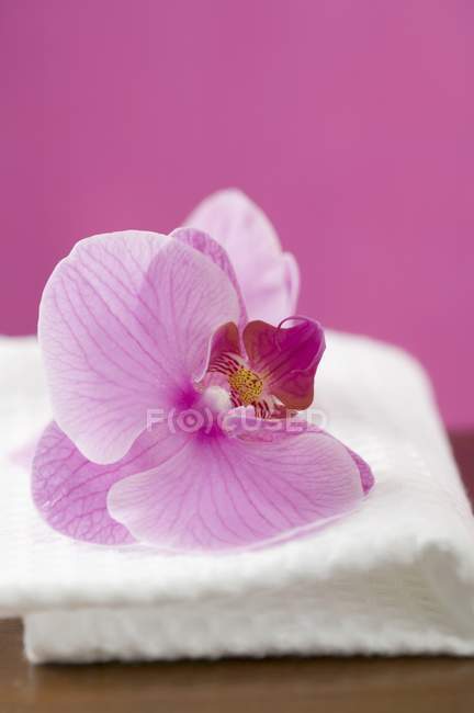 Vista closeup das flores do orchid na toalha branca — Fotografia de Stock