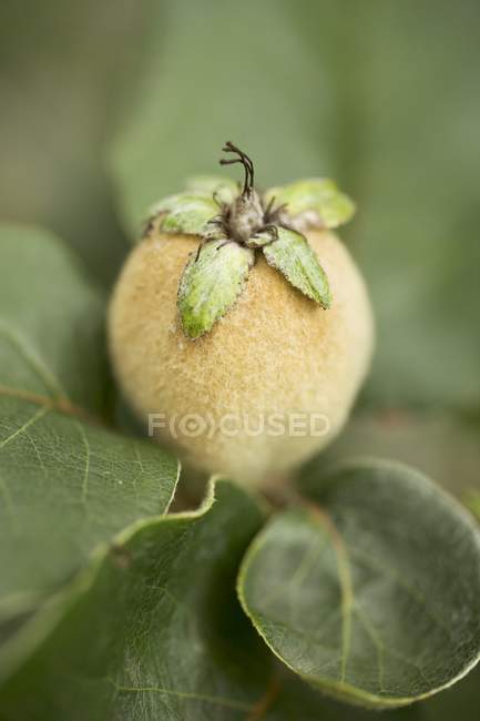 Coltivazione di mele cotogne su ramo — Foto stock