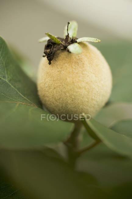 Quince growing on branch — Stock Photo
