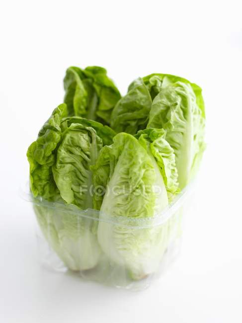 Lettuces in plastic container — Stock Photo
