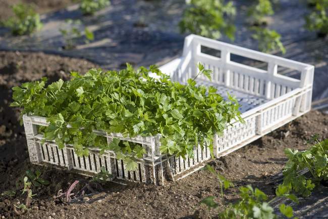 Fresh parsley in crate — Stock Photo
