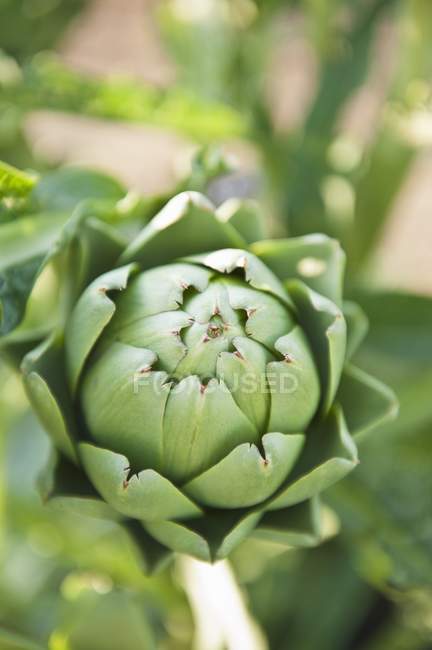 Green Artichoke on Plant — Stock Photo