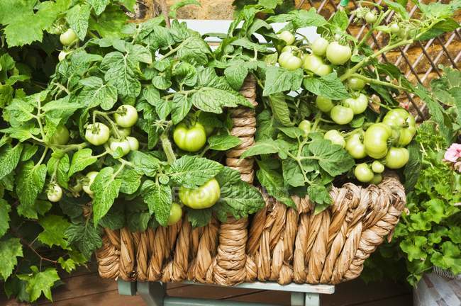 Green tomato plants in a wicker basket — Stock Photo