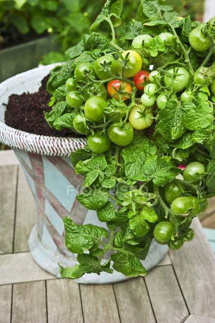 Tomates inmaduros en una planta de tomate en un recipiente - foto de stock