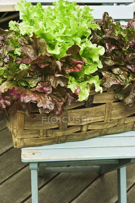 Alface crescendo em cesta de plantas — Fotografia de Stock