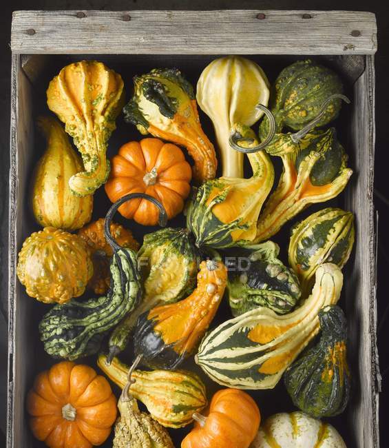 Assorted Gourds in wooden  Crate on black background — Stock Photo
