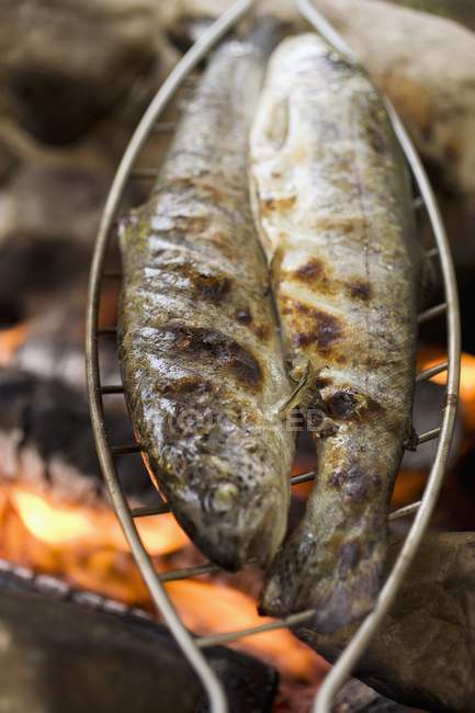 Grelhar peixe sobre fogo de acampamento — Fotografia de Stock