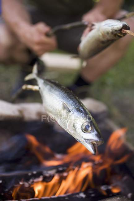 Parrilla de pescado sobre fuego de campamento - foto de stock