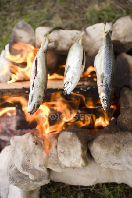Griller le poisson sur le feu de camp — Photo de stock