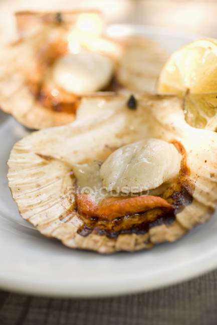 Closeup view of grilled scallop on shell — Stock Photo