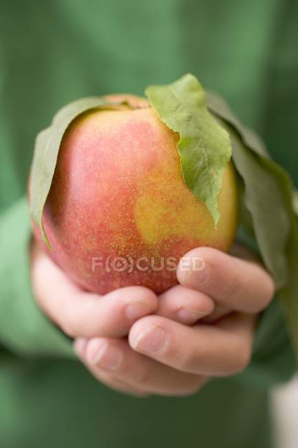 Child holding nectarine with leaves — Stock Photo