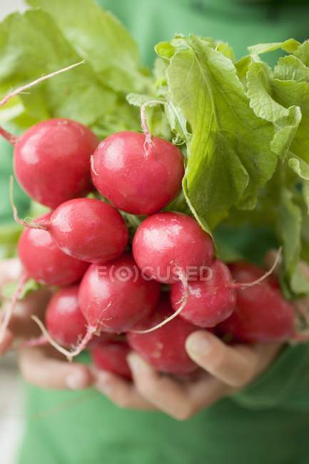Gamin tenant un tas de radis — Photo de stock