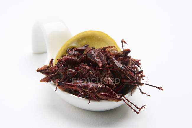 Closeup view of fried grasshoppers with lemon — Stock Photo