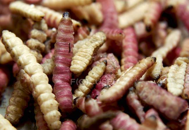 Closeup view of raw Maguey worms heap — Stock Photo