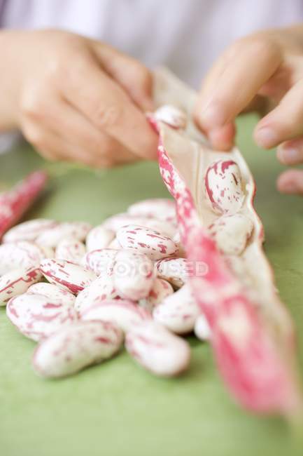 Childs hands peeling borlotti beans — Stock Photo