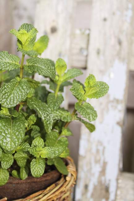 Mint Plant in Peat Pot — Stock Photo