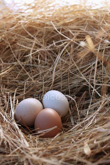 Свіжі органічні яйця — стокове фото