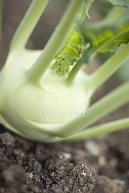 Kohlrabi wächst im Gemüsegarten — Stockfoto