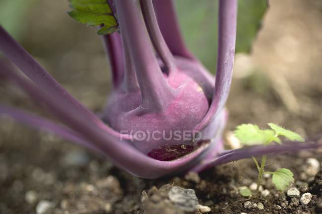 Planta de colinabo púrpura - foto de stock