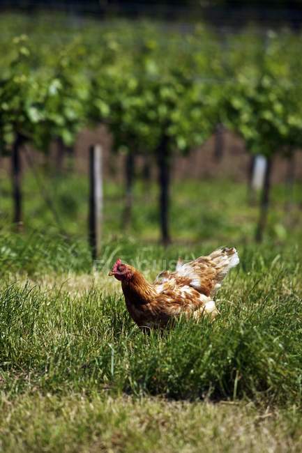 Дневной вид на свободный выбор курицы в винограднике — стоковое фото