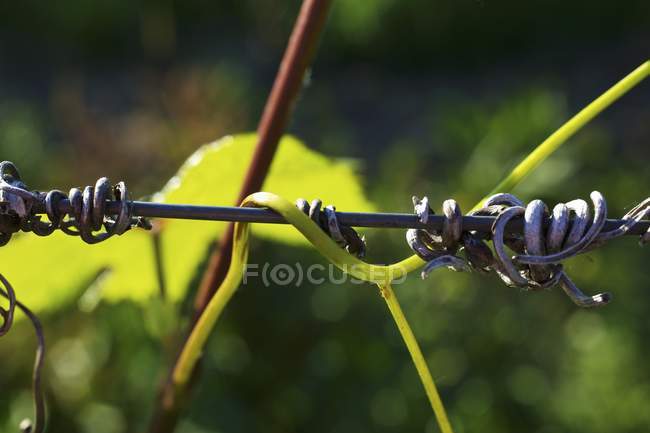 Closeup daytime view of young vines on wire — Stock Photo