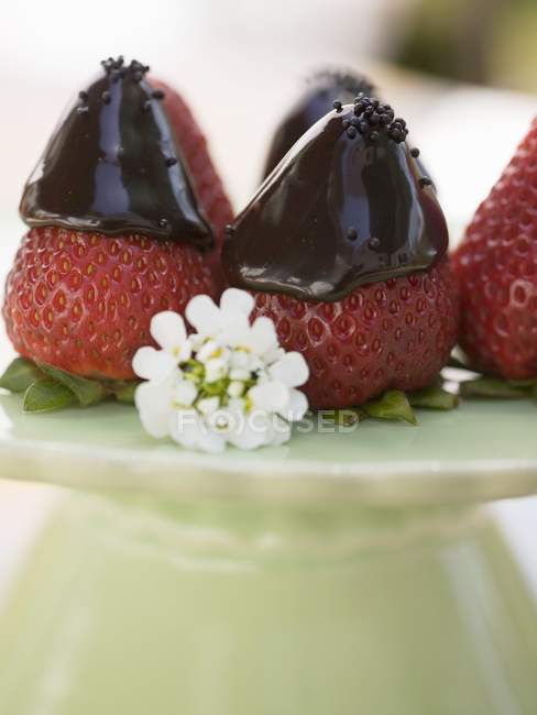 In Schokolade getauchte frische Erdbeeren — Stockfoto