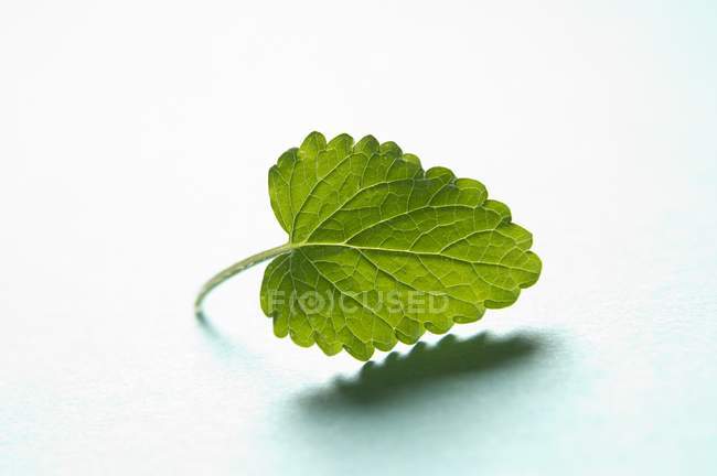 Lemon balm leaf — Stock Photo