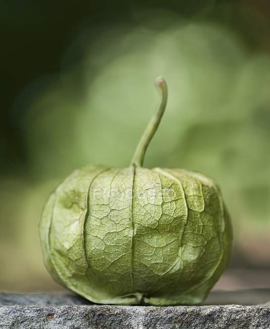 Um único Tomatillo inteiro com uma haste com fundo embaçado verde — Fotografia de Stock