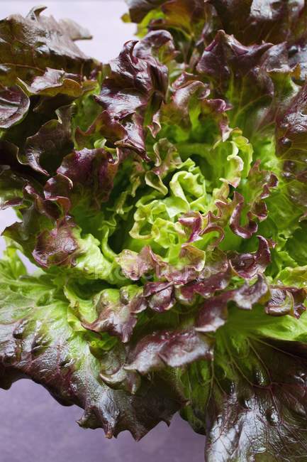 Червоний Батавії салату — стокове фото