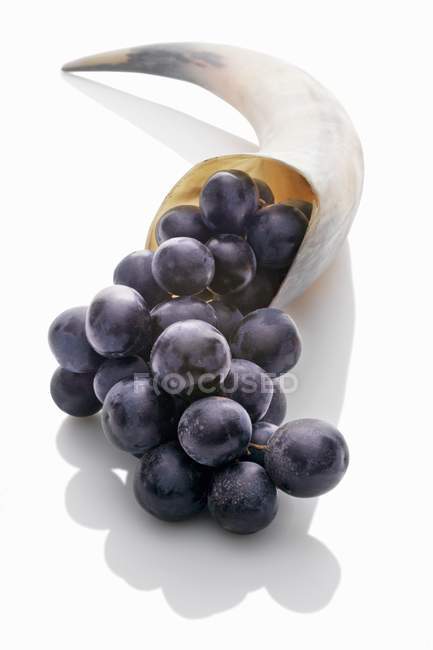 Black grapes in horn — Stock Photo