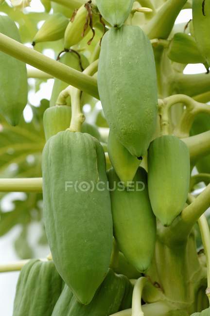 Papayas growing on tree — Stock Photo