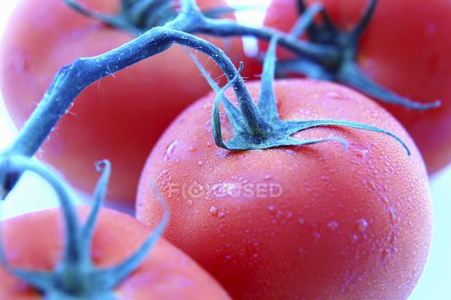 Чотири помідори на лозі — стокове фото