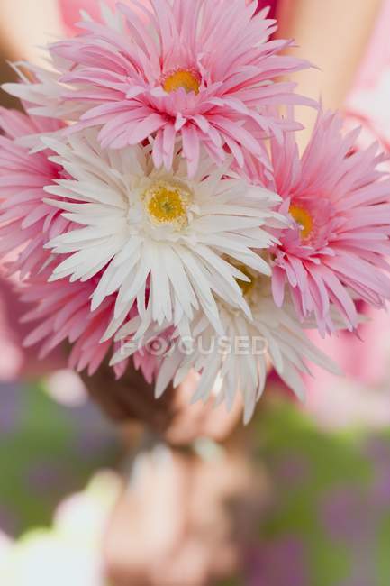 Closeup view of bunch of white and pink summer flowers — Stock Photo