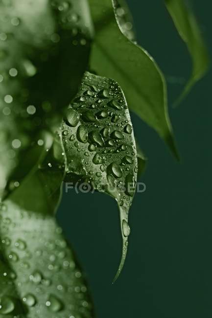 Closeup view of dewdrops on green leaves — Stock Photo
